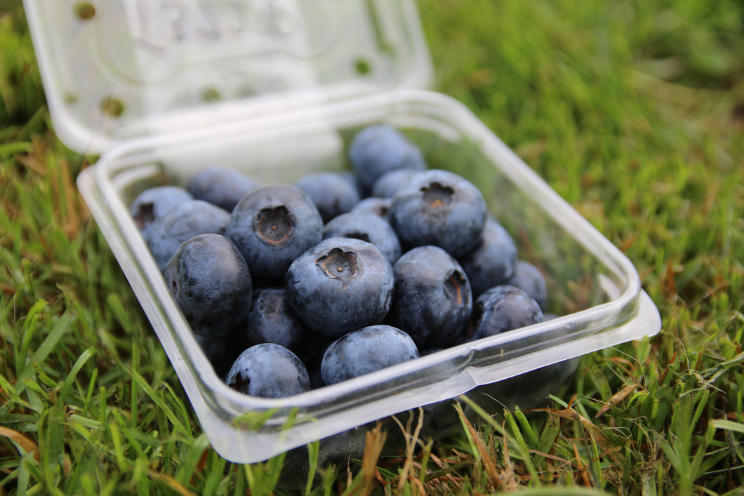 Fresh Blueberries