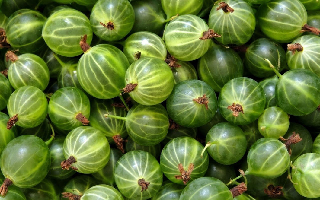 Fresh Gooseberries